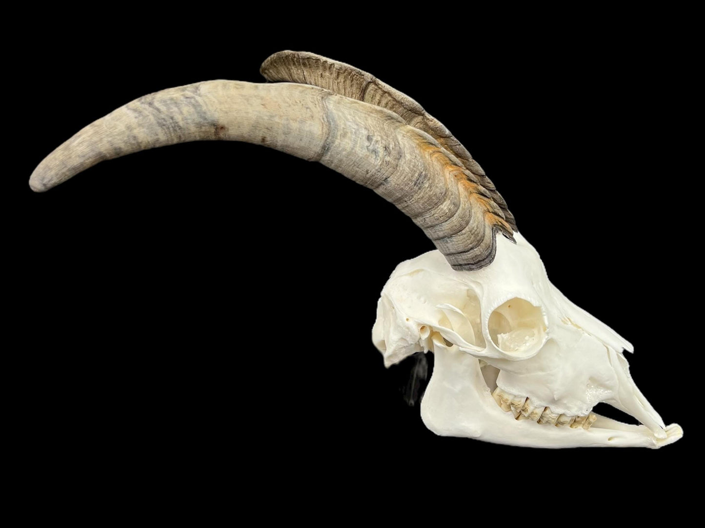 Real Goat Skull (Capra hircus) with jaw, professionally cleaned, huge animal skull, skull decor - Image 6