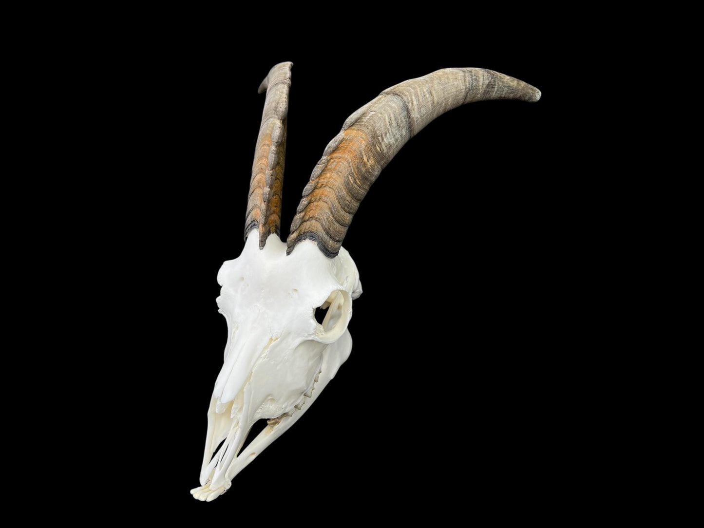 Real Goat Skull (Capra hircus) with jaw, professionally cleaned, huge animal skull, skull decor - Image 3