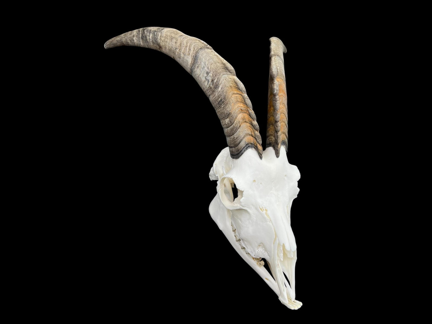 Real Goat Skull (Capra hircus) with jaw, professionally cleaned, huge animal skull, skull decor - Image 8