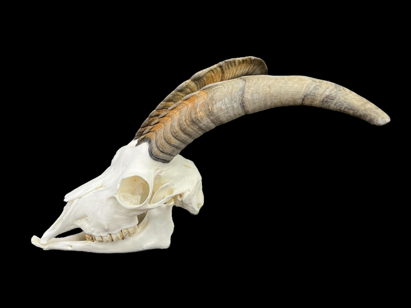 Real Goat Skull (Capra hircus) with jaw, professionally cleaned, huge animal skull, skull decor - Image 4