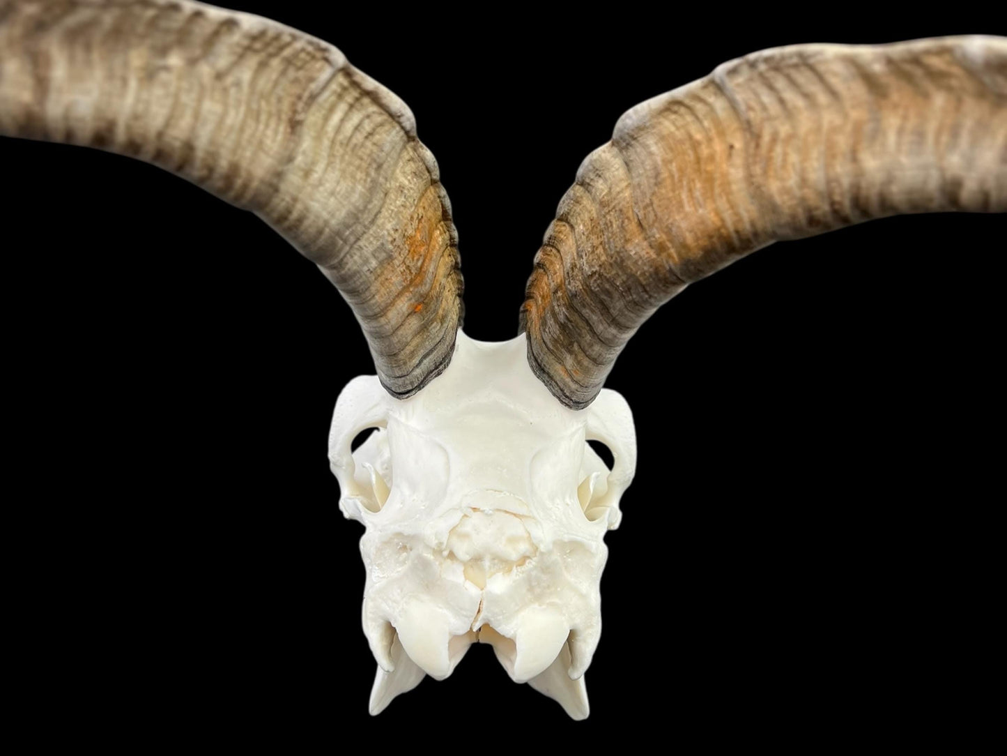 Real Goat Skull (Capra hircus) with jaw, professionally cleaned, huge animal skull, skull decor - Image 10