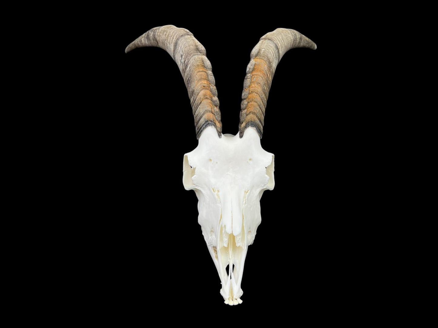Real Goat Skull (Capra hircus) with jaw, professionally cleaned, huge animal skull, skull decor - Image 5