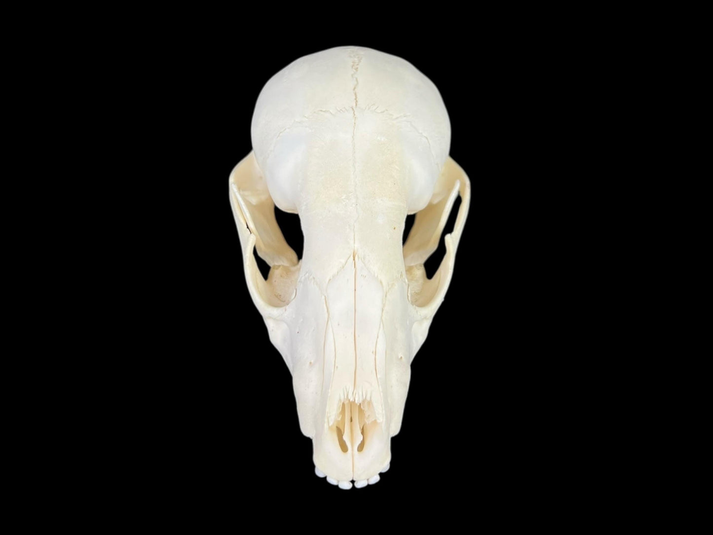 Real Juvenile Raccoon skull (Procyon lotor), professional cleaned, degreased and bleached bone, real clean skull - Image 6