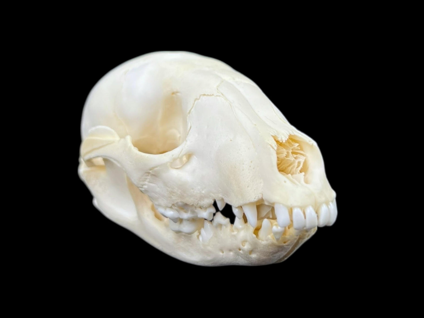 Real Juvenile Raccoon skull (Procyon lotor), professional cleaned, degreased and bleached bone, real clean skull - Image 4