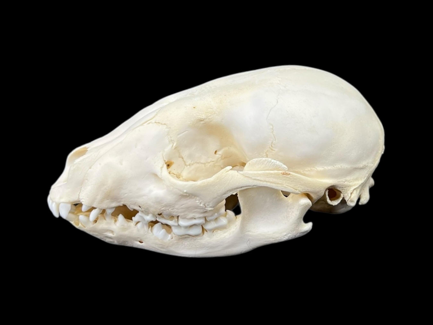 Real Juvenile Raccoon skull (Procyon lotor), professional cleaned, degreased and bleached bone, real clean skull - Image 5