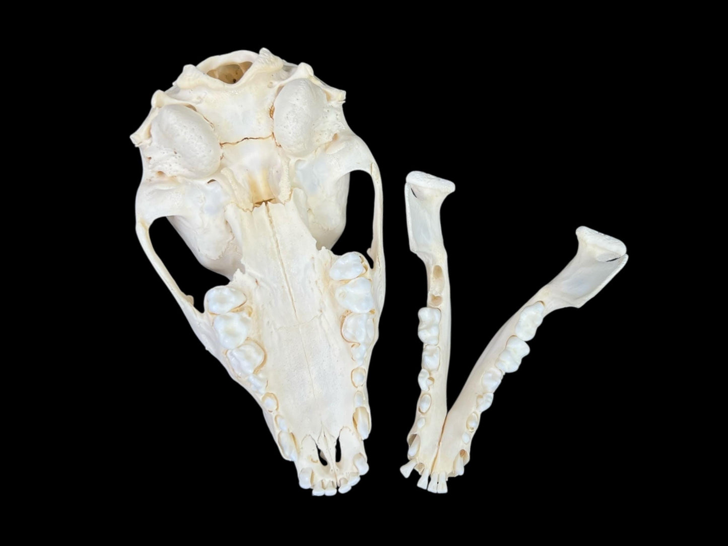 Real Juvenile Raccoon skull (Procyon lotor), professional cleaned, degreased and bleached bone, real clean skull - Image 7