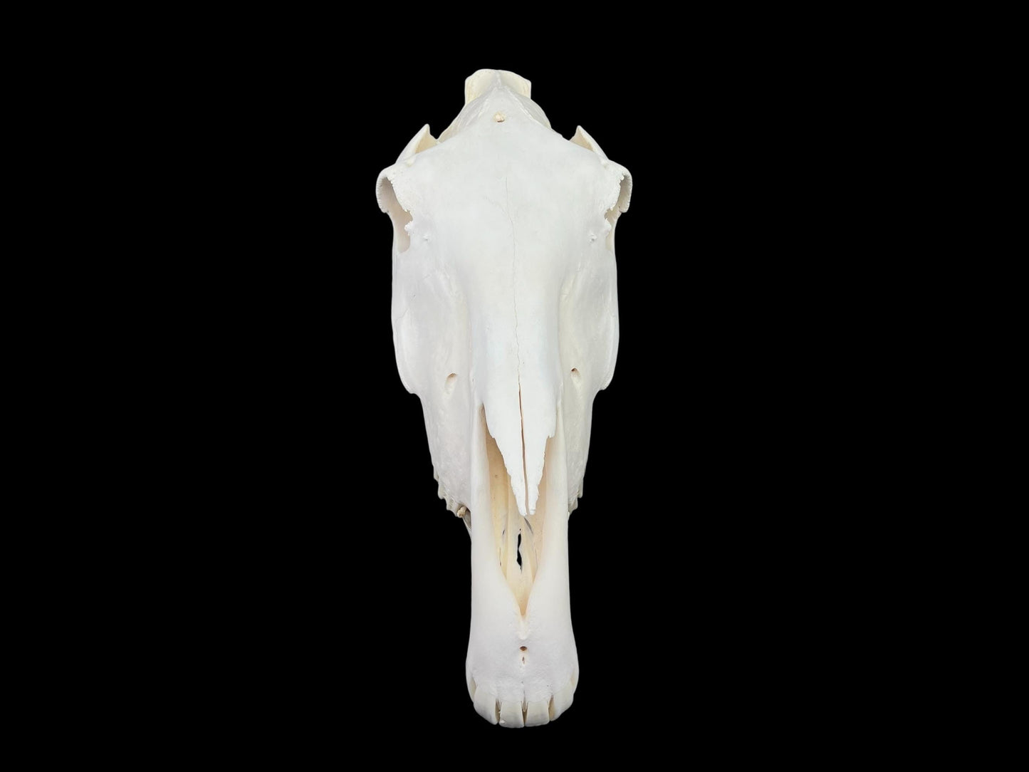 Real Huge Horse Skull (Equus caballus), degreased and whitened bone, anatomy skull, veterinary, complete huge skull, skull decor - Image 3