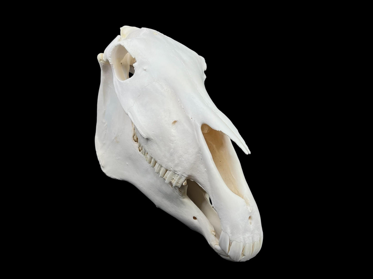 Real Huge Horse Skull (Equus caballus), degreased and whitened bone, anatomy skull, veterinary, complete huge skull, skull decor - Image 2