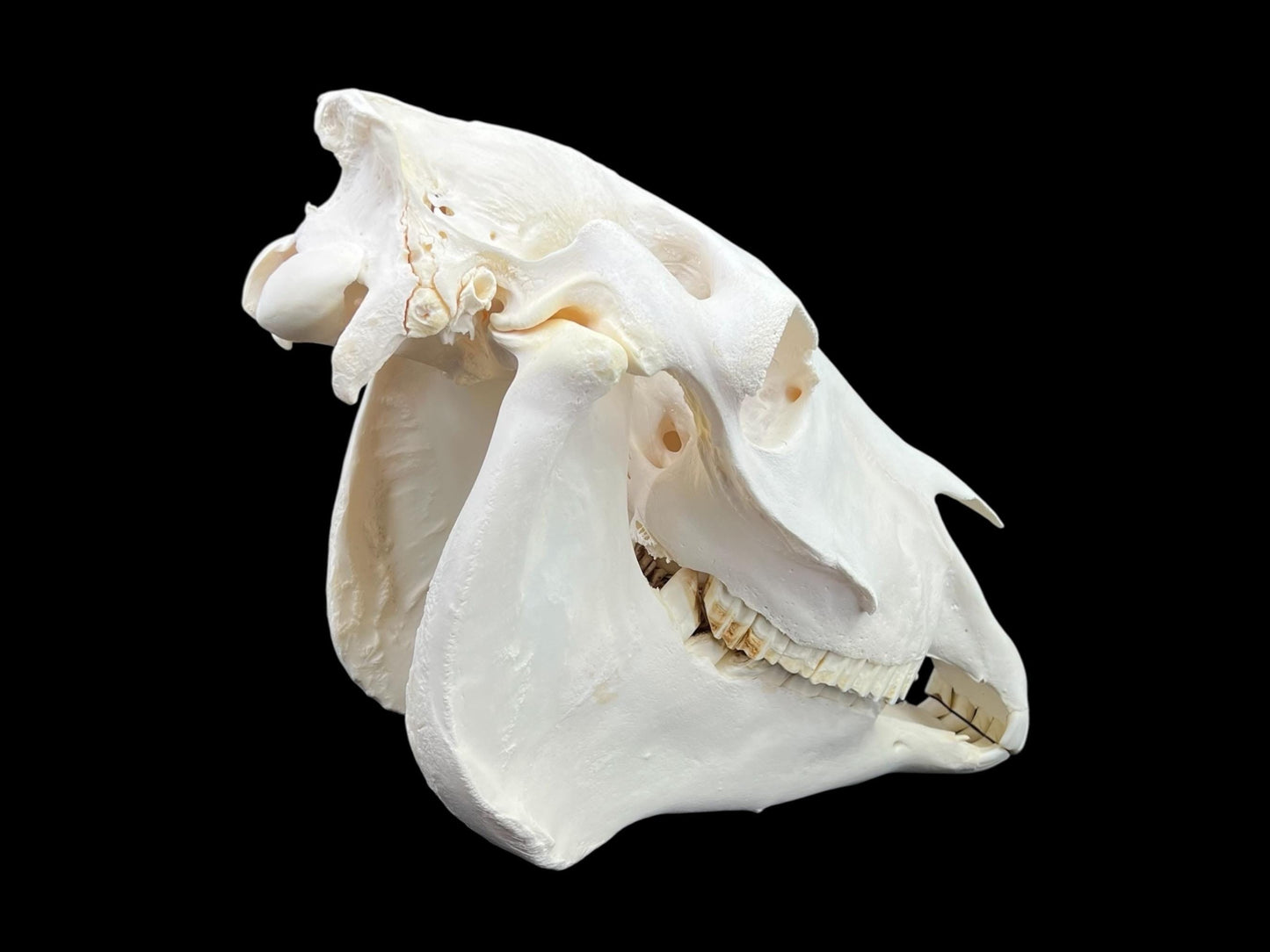 Real Huge Horse Skull (Equus caballus), degreased and whitened bone, anatomy skull, veterinary, complete huge skull, skull decor - Image 9