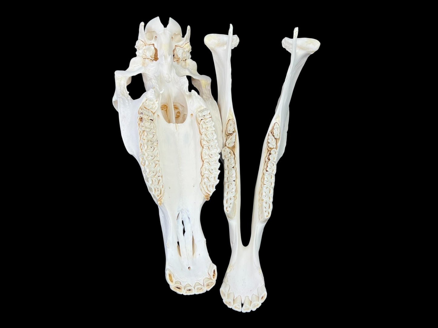 Real Huge Horse Skull (Equus caballus), degreased and whitened bone, anatomy skull, veterinary, complete huge skull, skull decor - Image 8