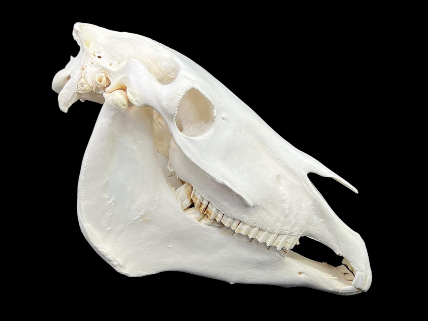 Real Huge Horse Skull (Equus caballus), degreased and whitened bone, anatomy skull, veterinary, complete huge skull, skull decor - Image 6