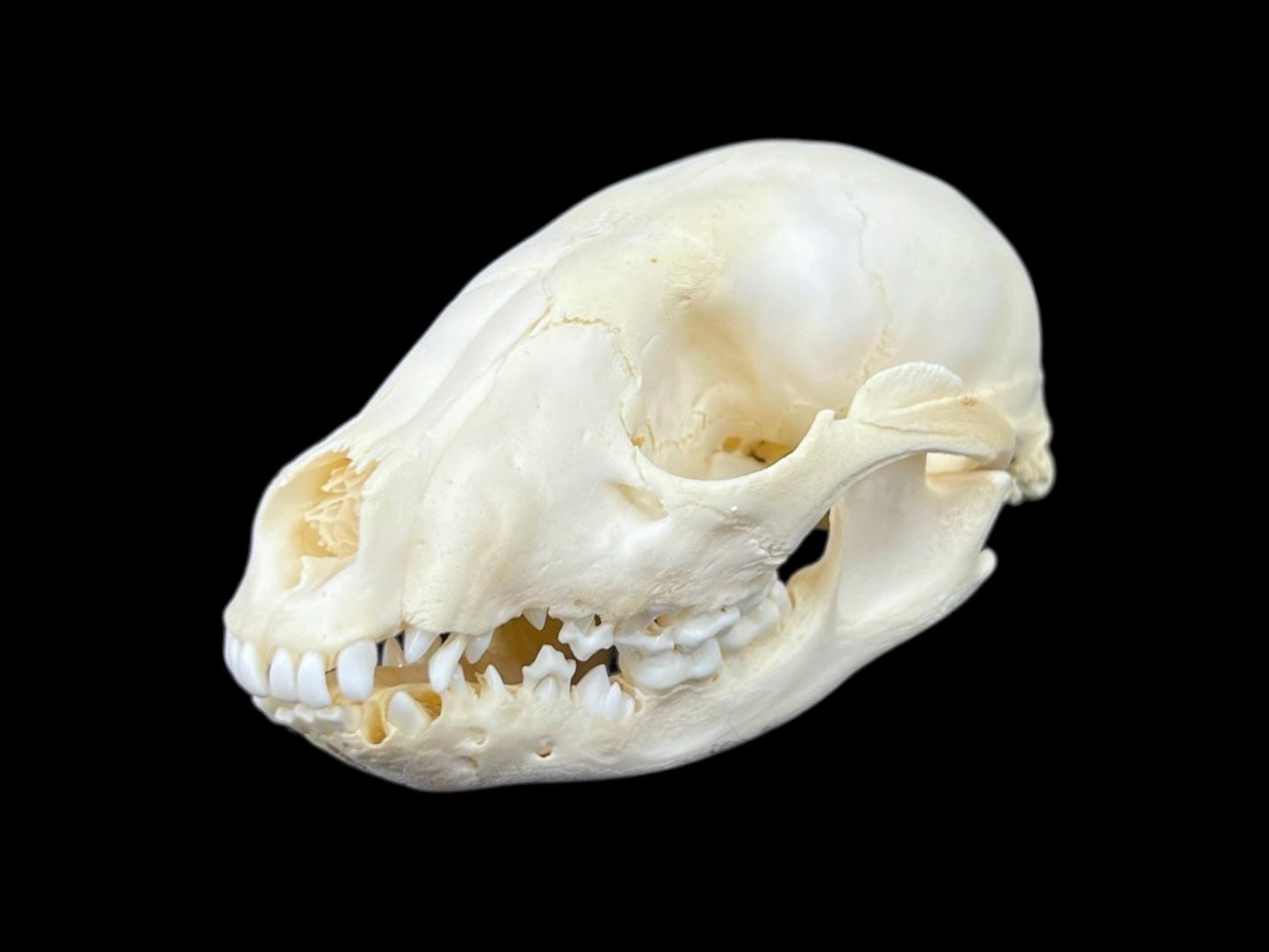 Real Juvenile Raccoon skull (Procyon lotor), professional cleaned, degreased and bleached bone, real clean skull - Image 3