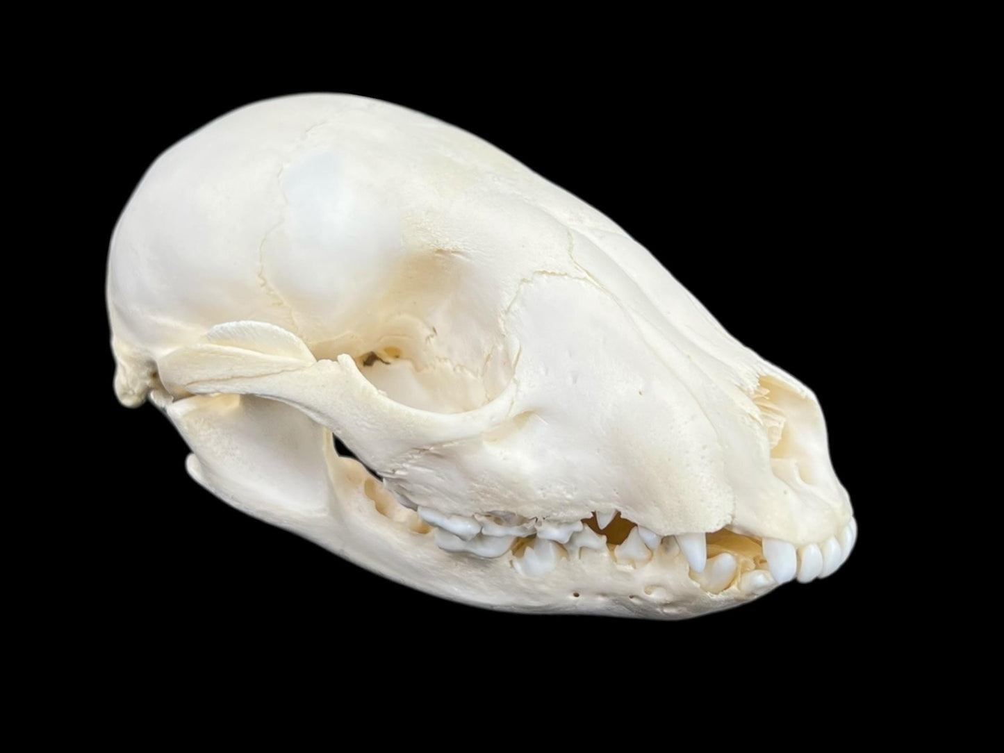 Real Juvenile Raccoon skull