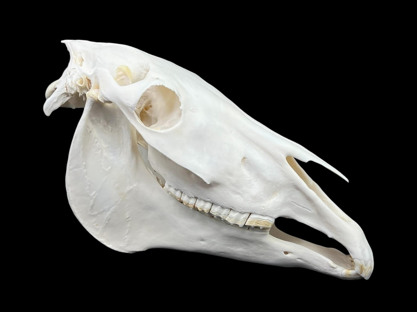 Real Horse Skull (Equus caballus), whitened bone, anatomy skull, complete huge skull, skull decor - Image 2