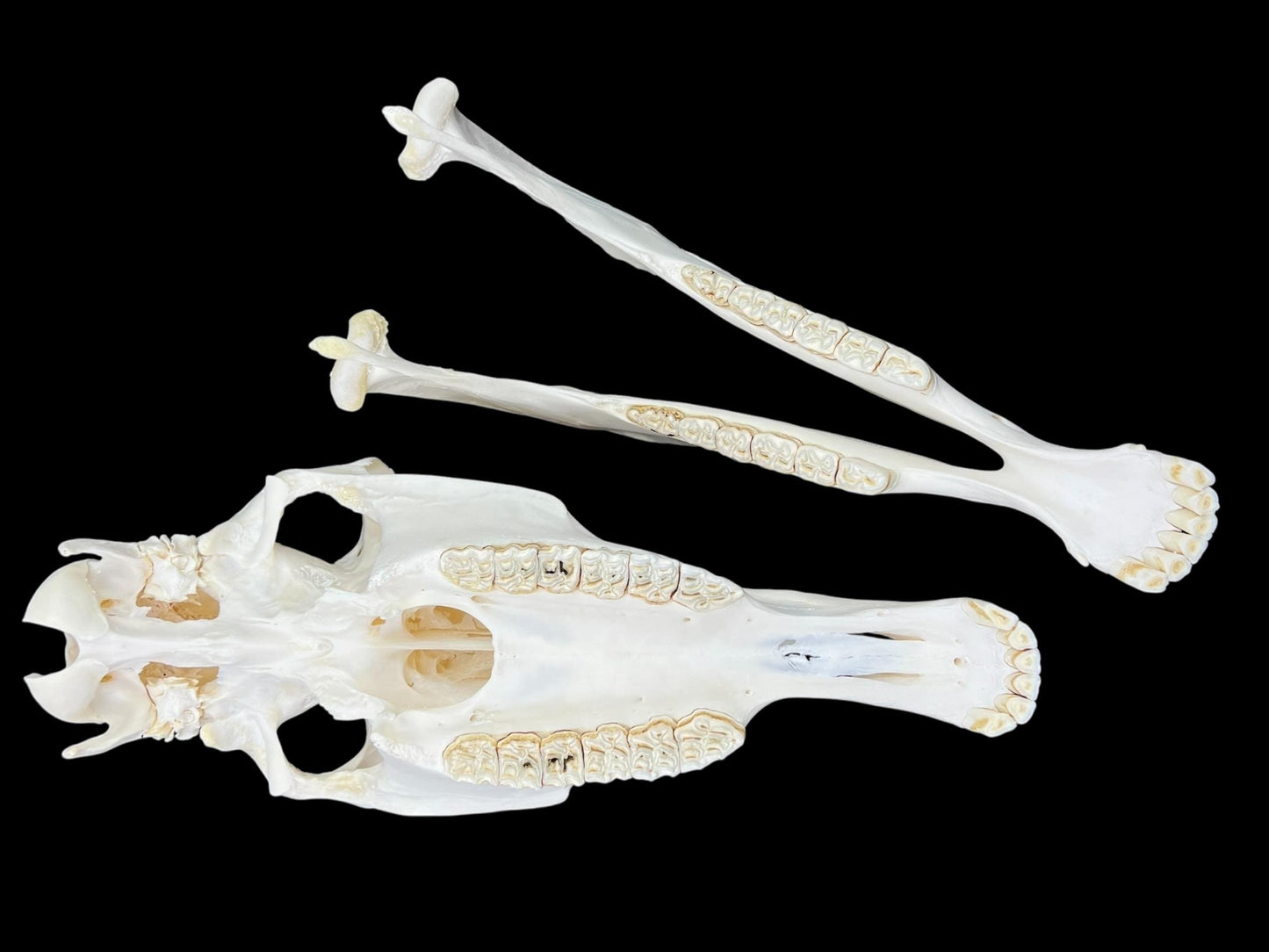 Real Horse Skull (Equus caballus), whitened bone, anatomy skull, complete huge skull, skull decor - Image 7