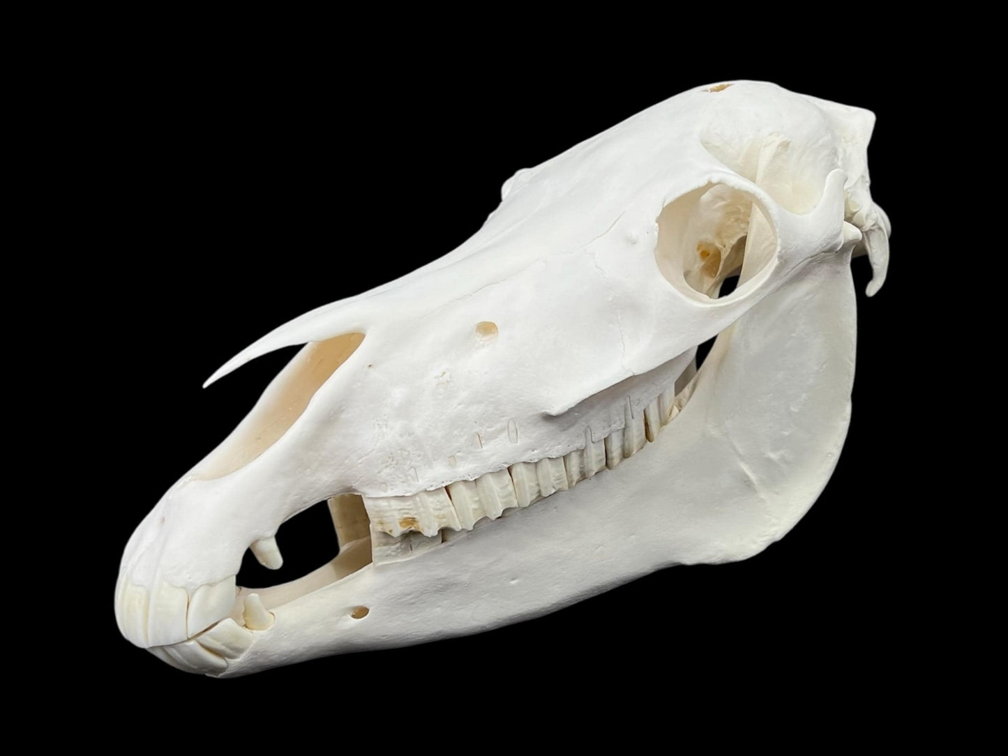 Natural domestic Pony skull (Equus caballus), degreased and whitened bone, anatomy horse skull, complete skull decor - Image 4