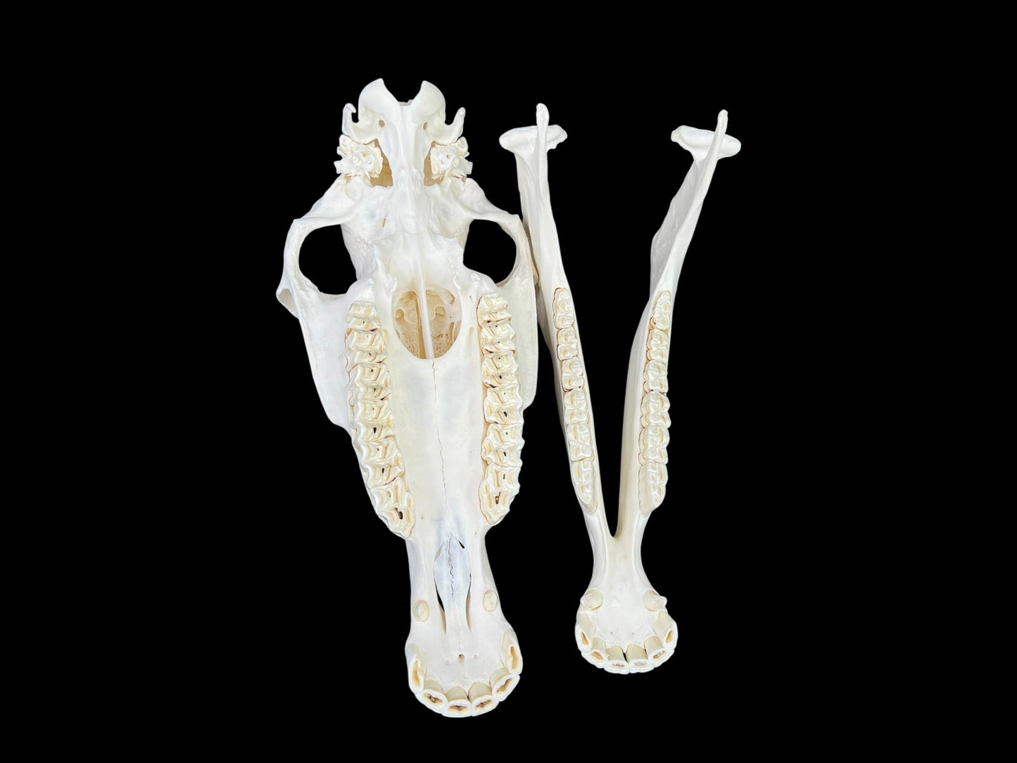 Natural domestic Pony skull (Equus caballus), degreased and whitened bone, anatomy horse skull, complete skull decor - Image 8