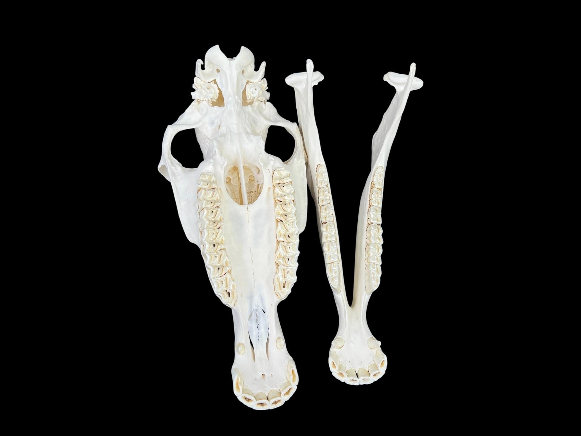 Natural domestic Pony skull (Equus caballus), degreased and whitened bone, anatomy horse skull, complete skull decor - Image 8