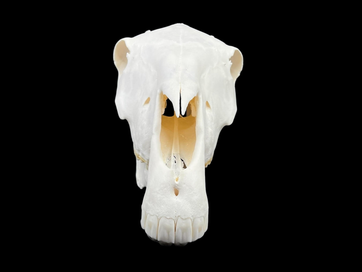 Real Huge Horse Skull with fangs (Equus caballus), degreased and whitened bone, anatomy skull, veterinary, complete huge skull, skull decor - Image 6