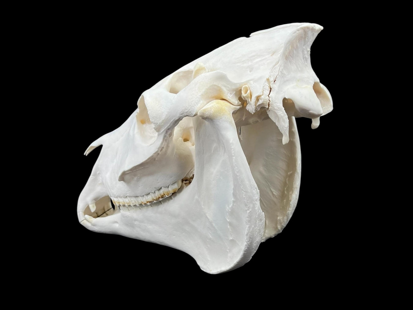 Real Huge Horse Skull with fangs (Equus caballus), degreased and whitened bone, anatomy skull, veterinary, complete huge skull, skull decor - Image 8