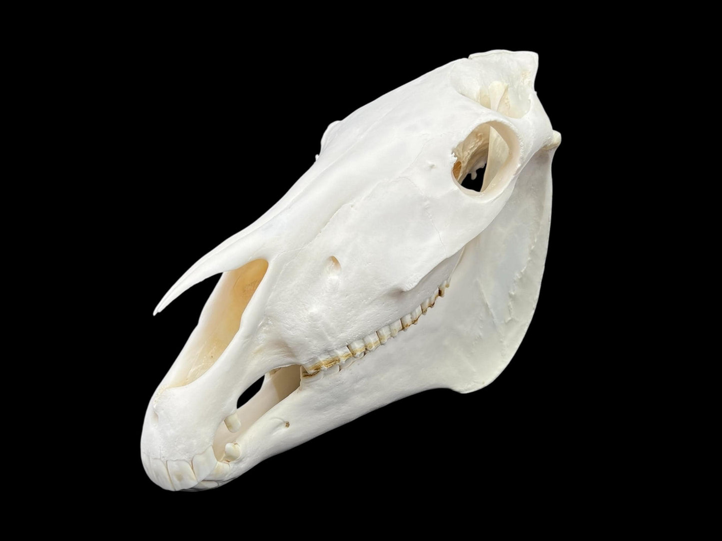 Real Huge Horse Skull with fangs (Equus caballus), degreased and whitened bone, anatomy skull, veterinary, complete huge skull, skull decor - Image 2