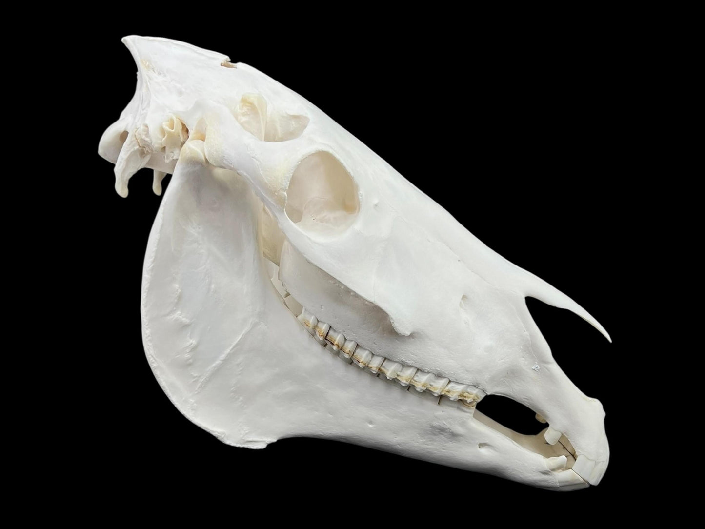 Real Huge Horse Skull with fangs (Equus caballus), degreased and whitened bone, anatomy skull, veterinary, complete huge skull, skull decor - Image 5