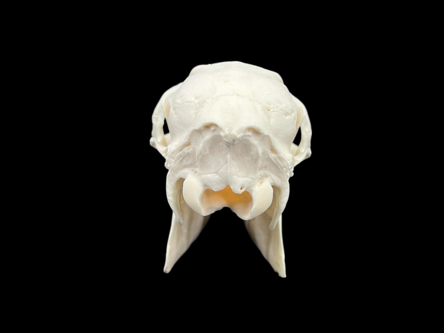 Real Roe deer skull, female roe (Capreolus), clean skull, white animal bones, animal skull - Image 8