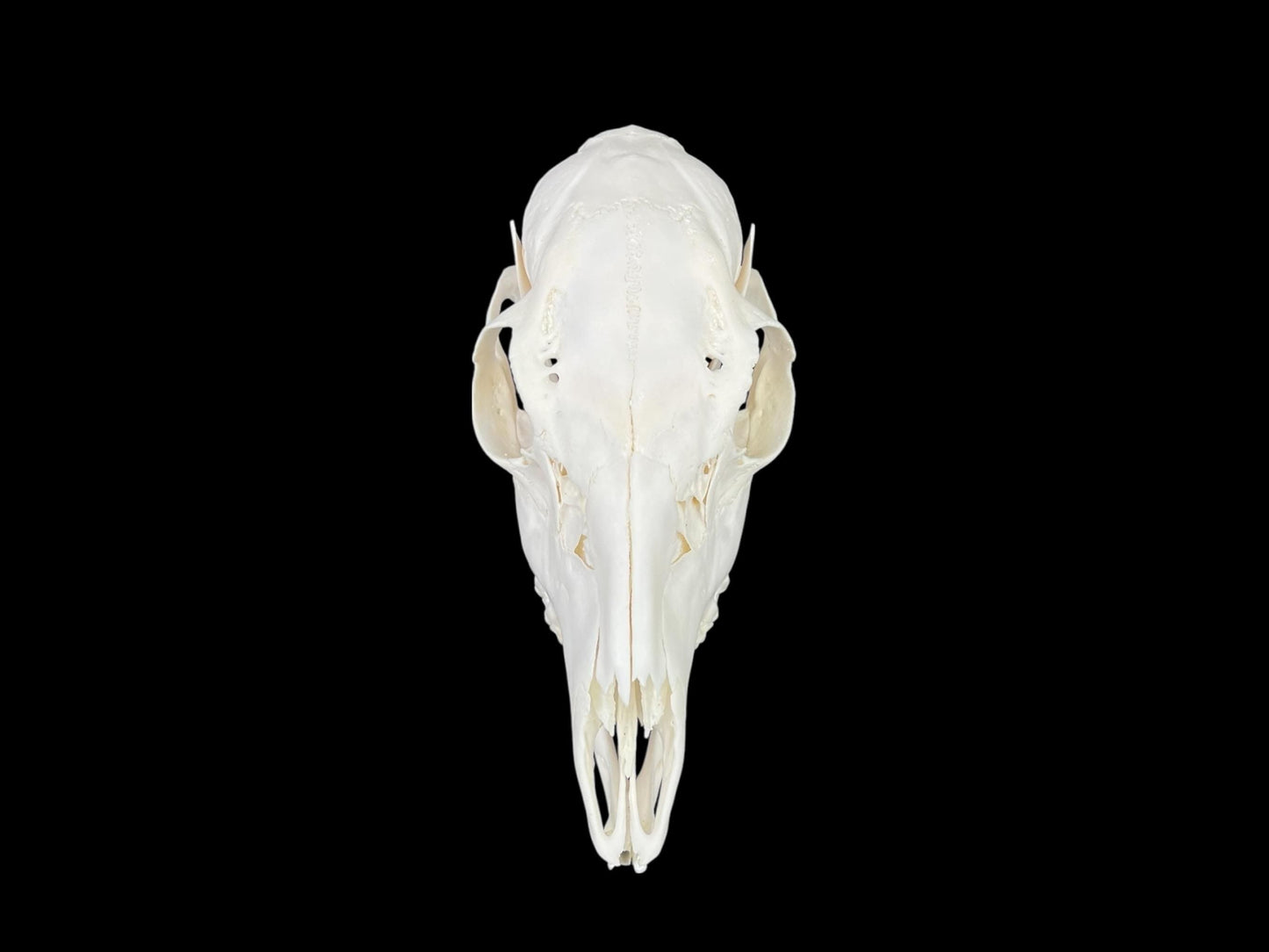 Real Roe deer skull, female roe (Capreolus), clean skull, white animal bones, animal skull - Image 6