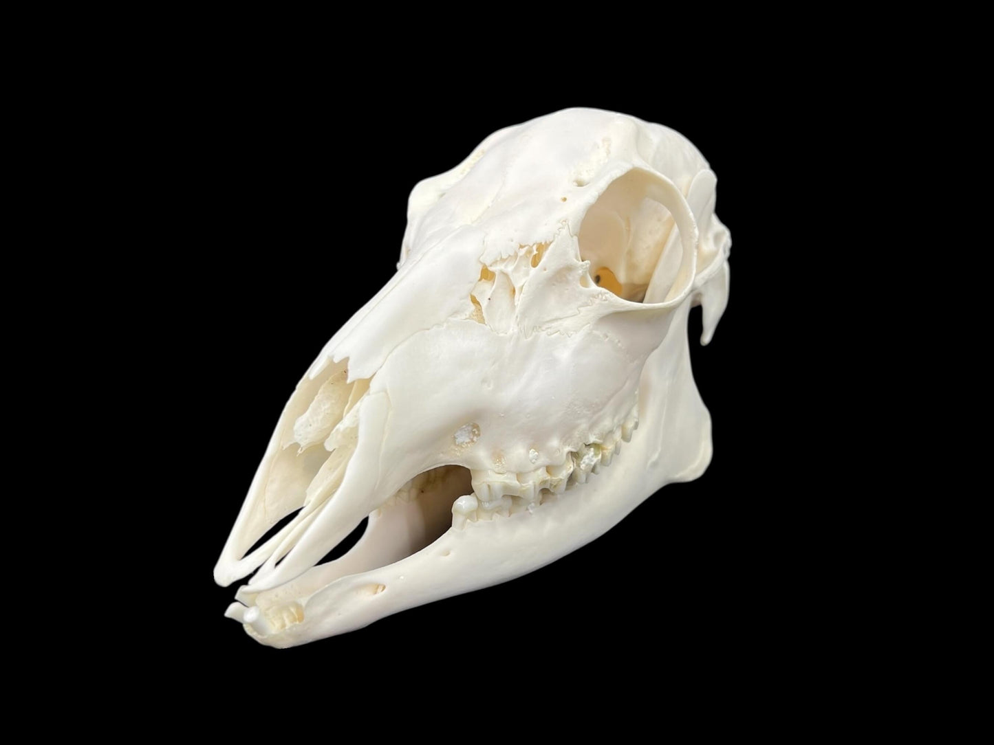 Real Roe deer skull, female roe (Capreolus), clean skull, white animal bones, animal skull - Image 4