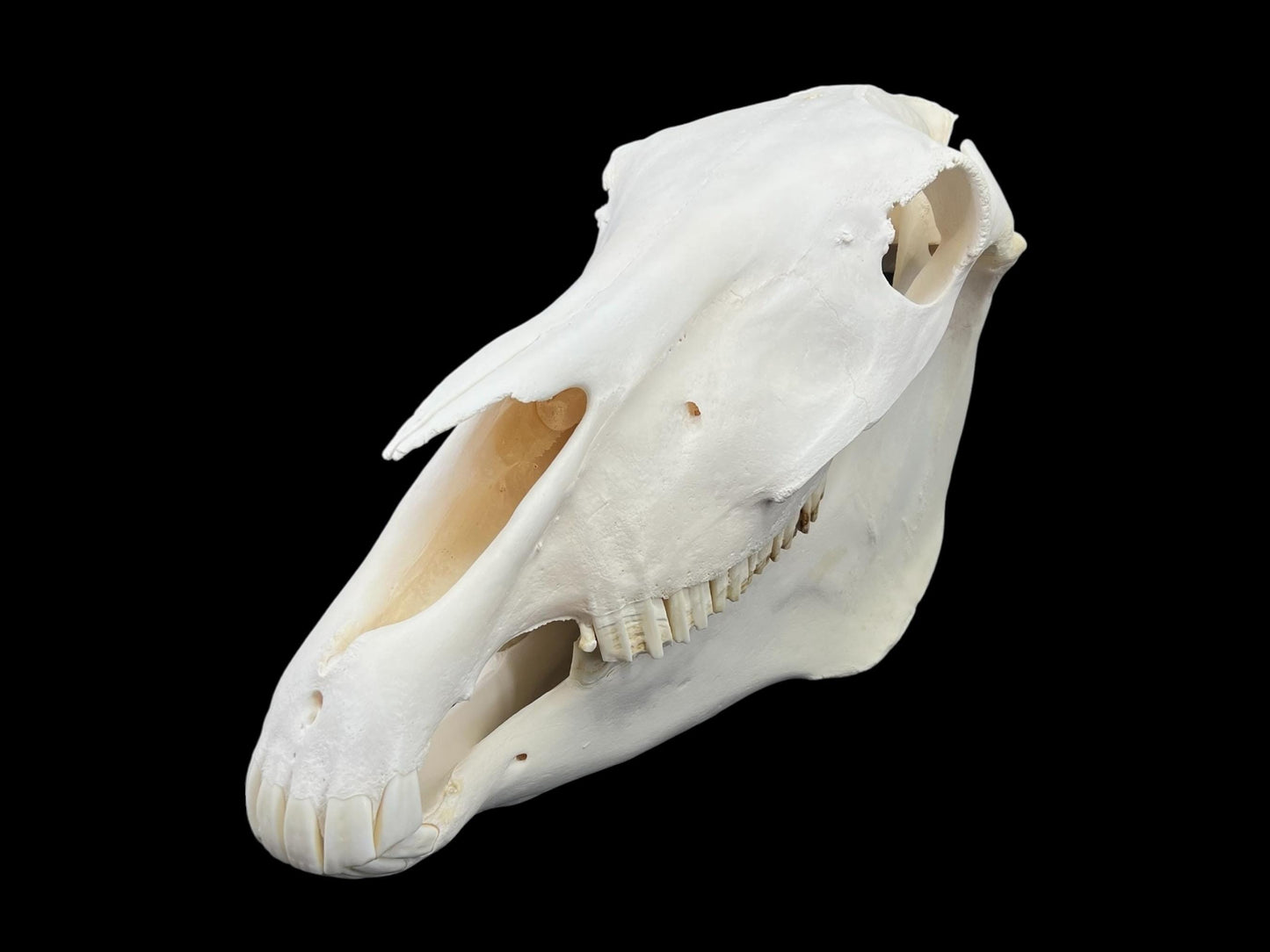 Real Huge Horse Skull (Equus caballus), degreased and whitened bone, anatomy skull, veterinary, complete huge skull, skull decor - Image 4