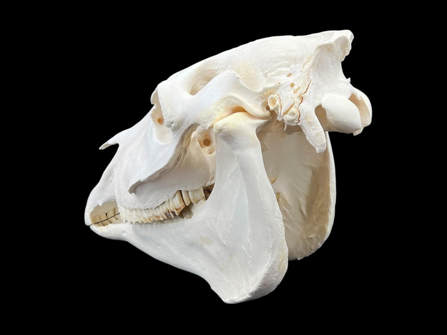 Real Huge Horse Skull (Equus caballus), degreased and whitened bone, anatomy skull, veterinary, complete huge skull, skull decor - Image 10