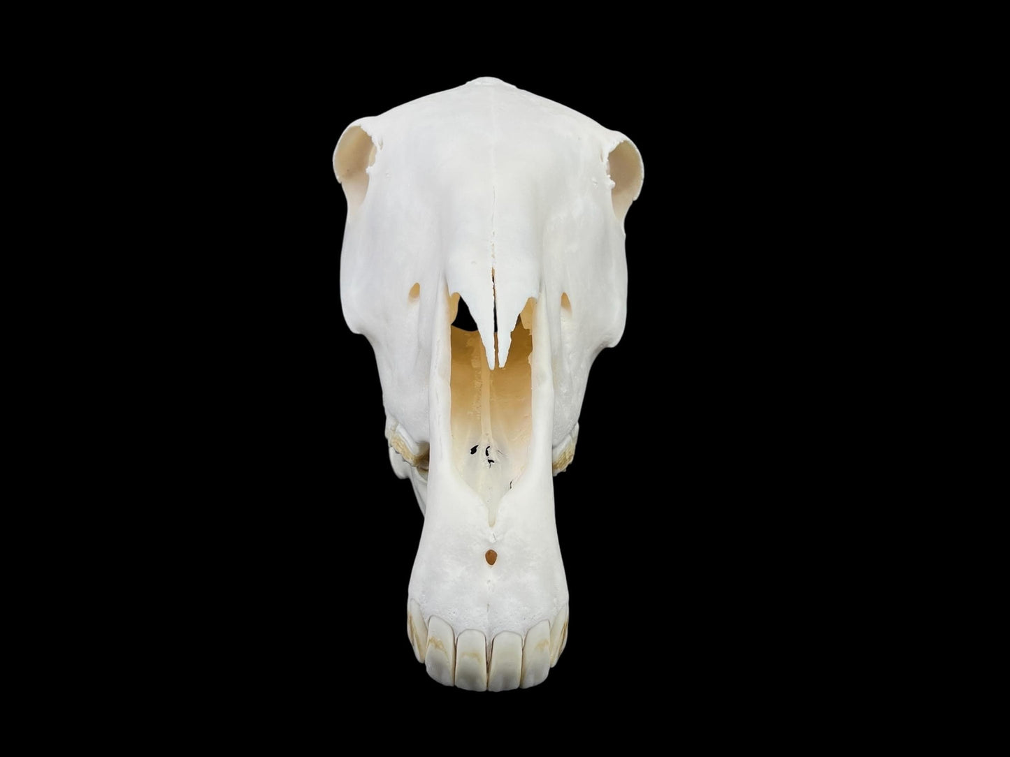 Real Horse Skull (Equus caballus), whitened bone, anatomy skull, complete huge skull, skull decor - Image 5
