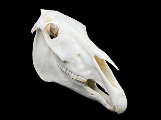 Real Horse Skull (Equus caballus)