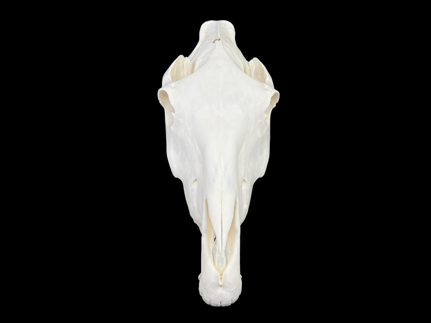 Real Huge Horse Skull with fangs (Equus caballus), degreased and whitened bone, anatomy skull, veterinary, complete huge skull, skull decor - Image 3