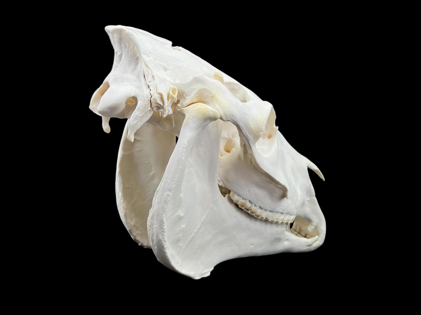 Real Huge Horse Skull with fangs (Equus caballus), degreased and whitened bone, anatomy skull, veterinary, complete huge skull, skull decor - Image 9