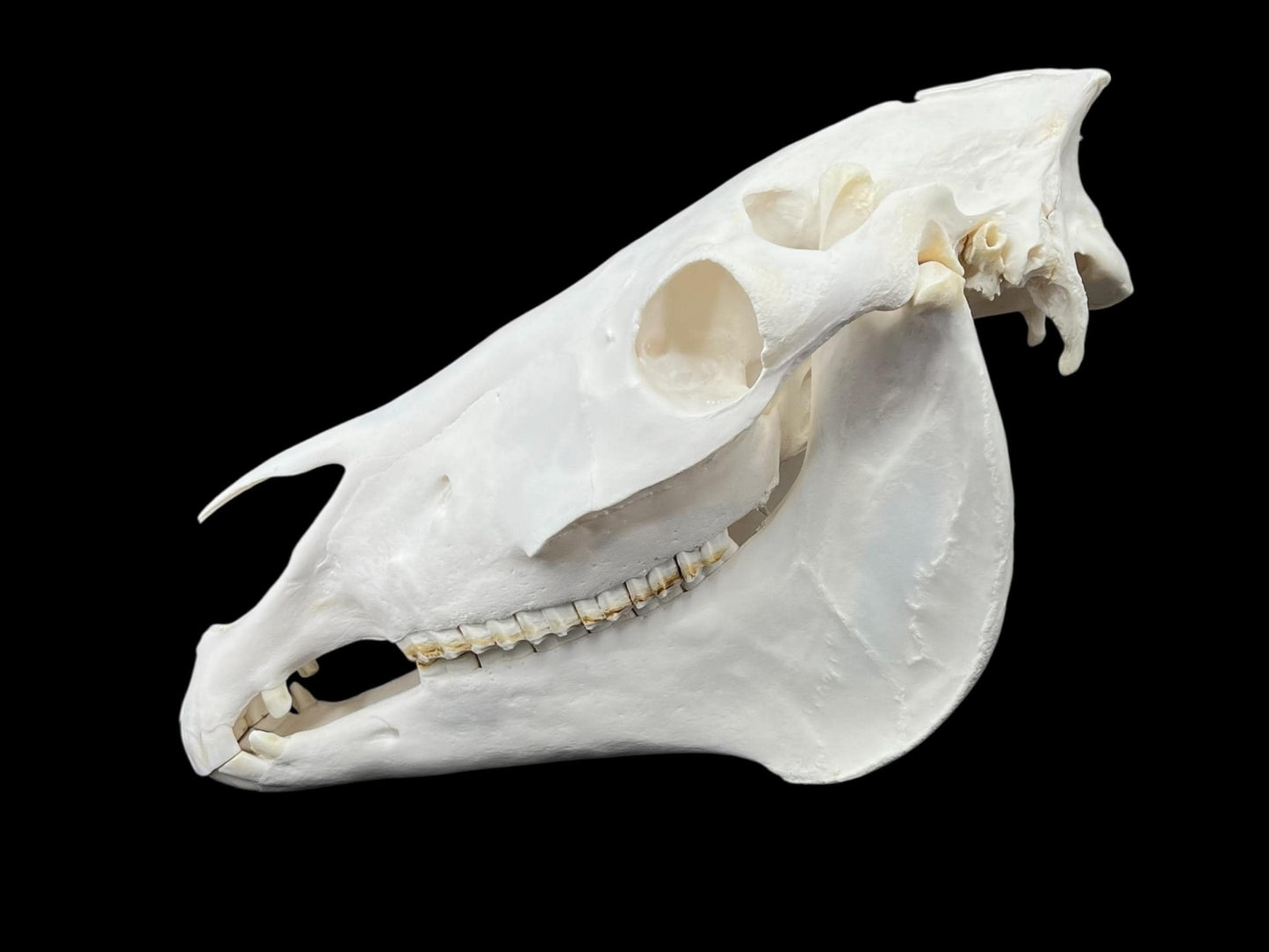 Real Huge Horse Skull with fangs (Equus caballus), degreased and whitened bone, anatomy skull, veterinary, complete huge skull, skull decor - Image 4
