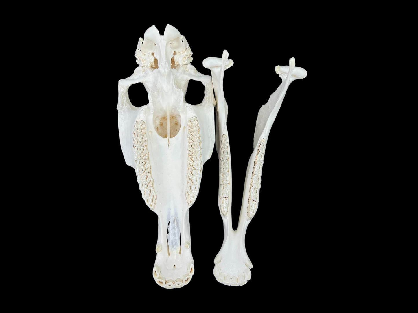 Real Huge Horse Skull with fangs (Equus caballus), degreased and whitened bone, anatomy skull, veterinary, complete huge skull, skull decor - Image 7