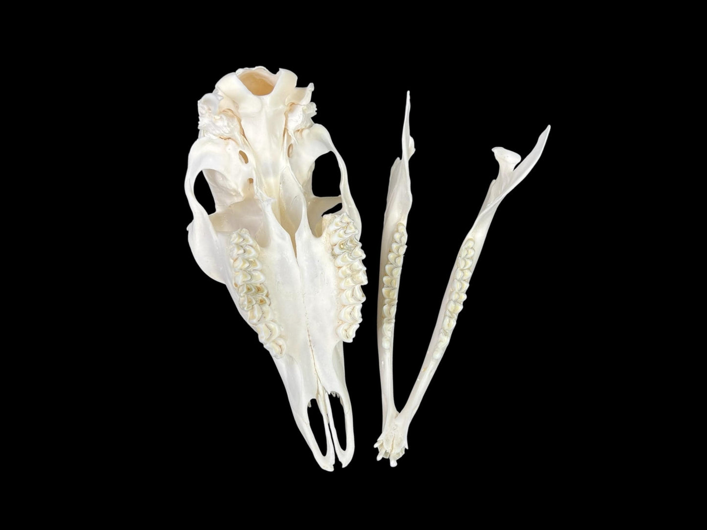 Real Roe deer skull, female roe (Capreolus), clean skull, white animal bones, animal skull - Image 7