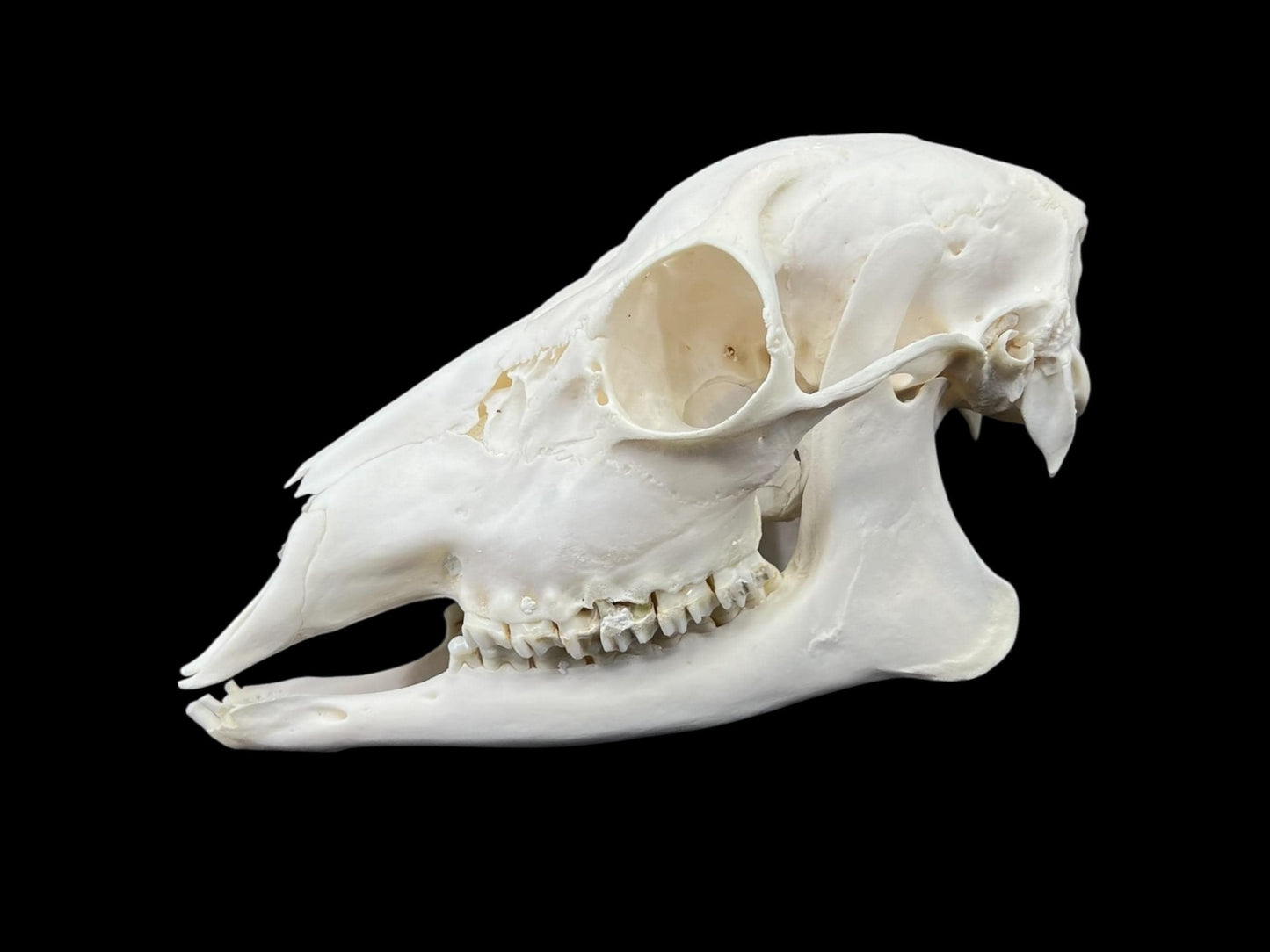 Real Roe deer skull, female roe (Capreolus), clean skull, white animal bones, animal skull - Image 2