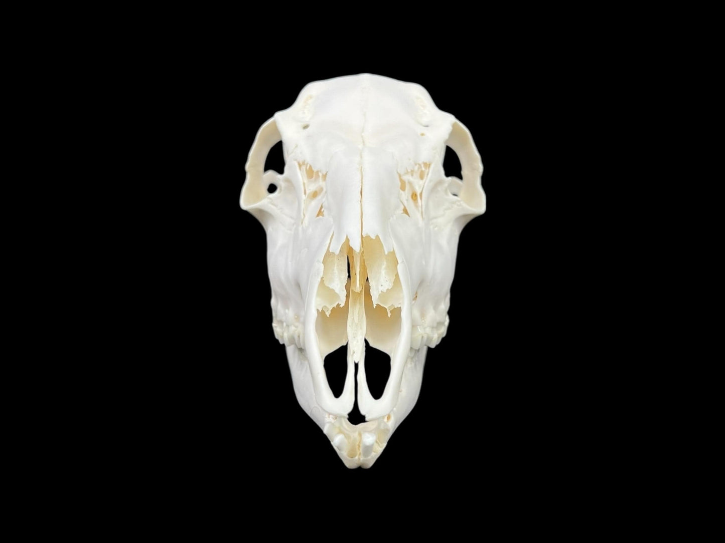 Real Roe deer skull, female roe (Capreolus), clean skull, white animal bones, animal skull - Image 3