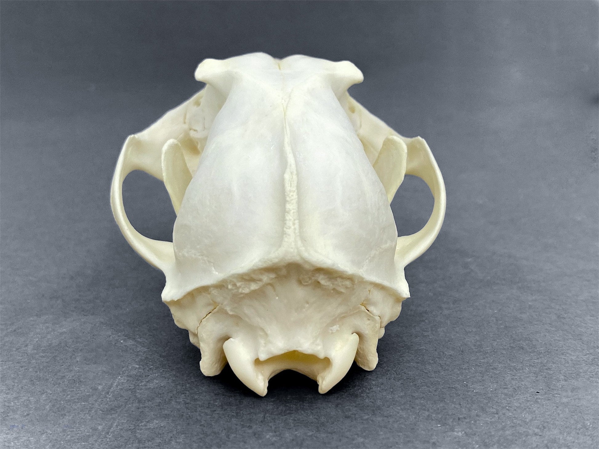 Real Arctic Fox skull (Vulpes lagopus), professionally cleaned, degreased and whitened, perfectly clean animal skull - Image 8