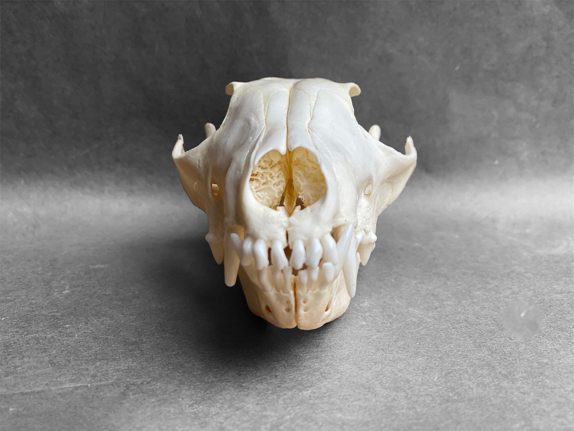 Real Arctic Fox skull (Vulpes lagopus), professionally cleaned, degreased and whitened, perfectly clean animal skull - Image 3
