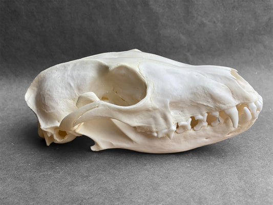 Real Arctic Fox skull (Vulpes lagopus), professionally cleaned, degreased and whitened, perfectly clean animal skull - Image 2
