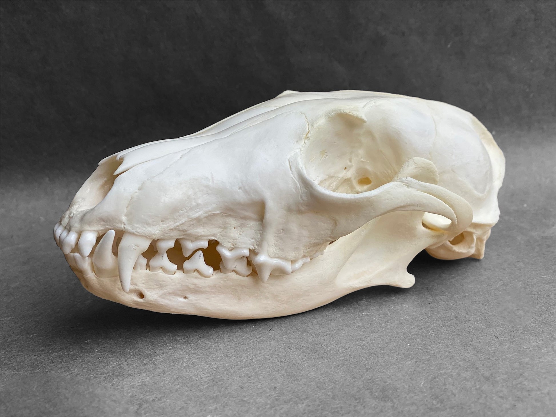 Real Arctic Fox skull (Vulpes lagopus), professionally cleaned, degreased and whitened, perfectly clean animal skull - Image 4