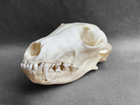 Real Arctic Fox skull (Vulpes lagopus)