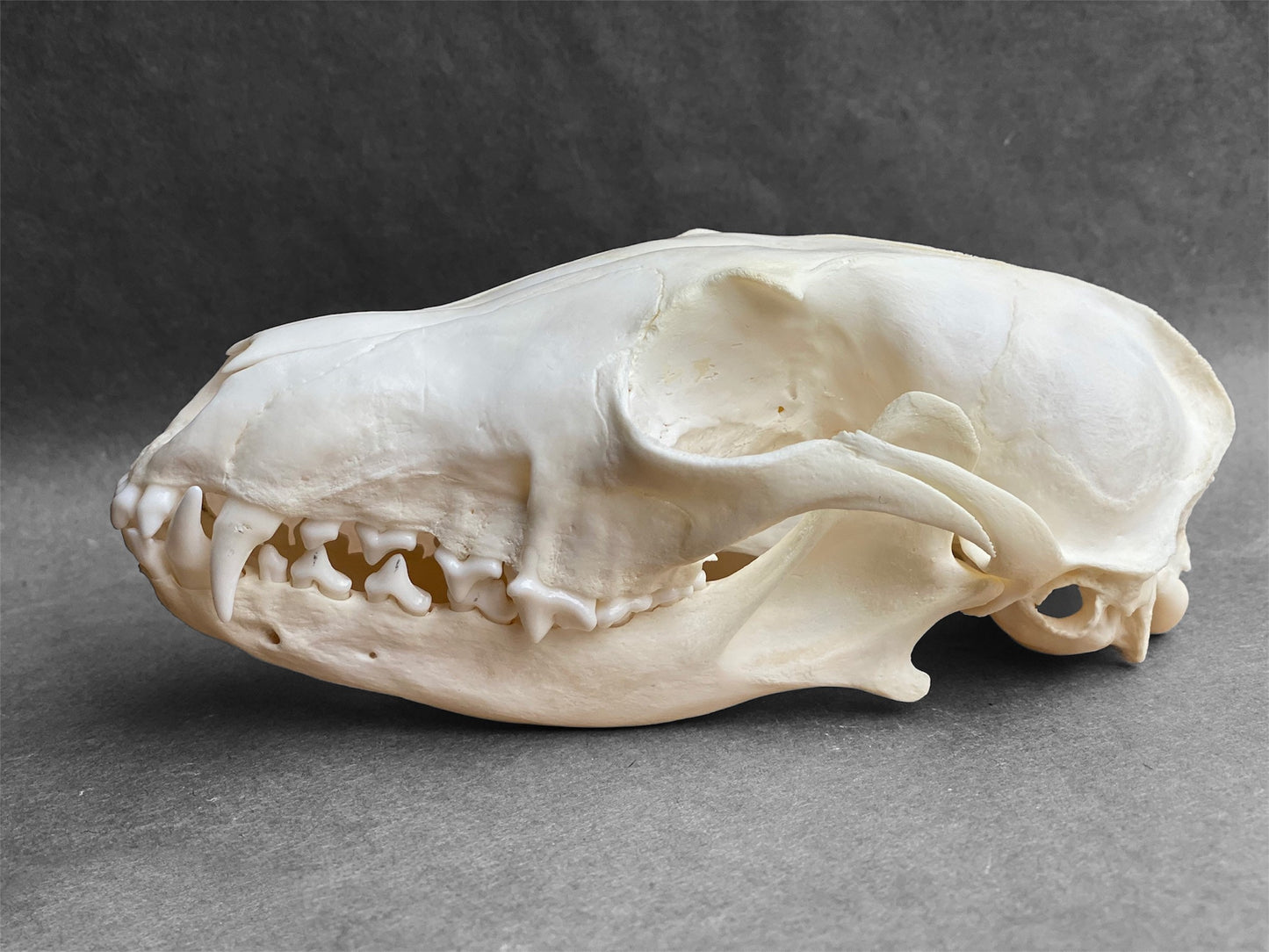Real Arctic Fox skull (Vulpes lagopus), professionally cleaned, degreased and whitened, perfectly clean animal skull - Image 5