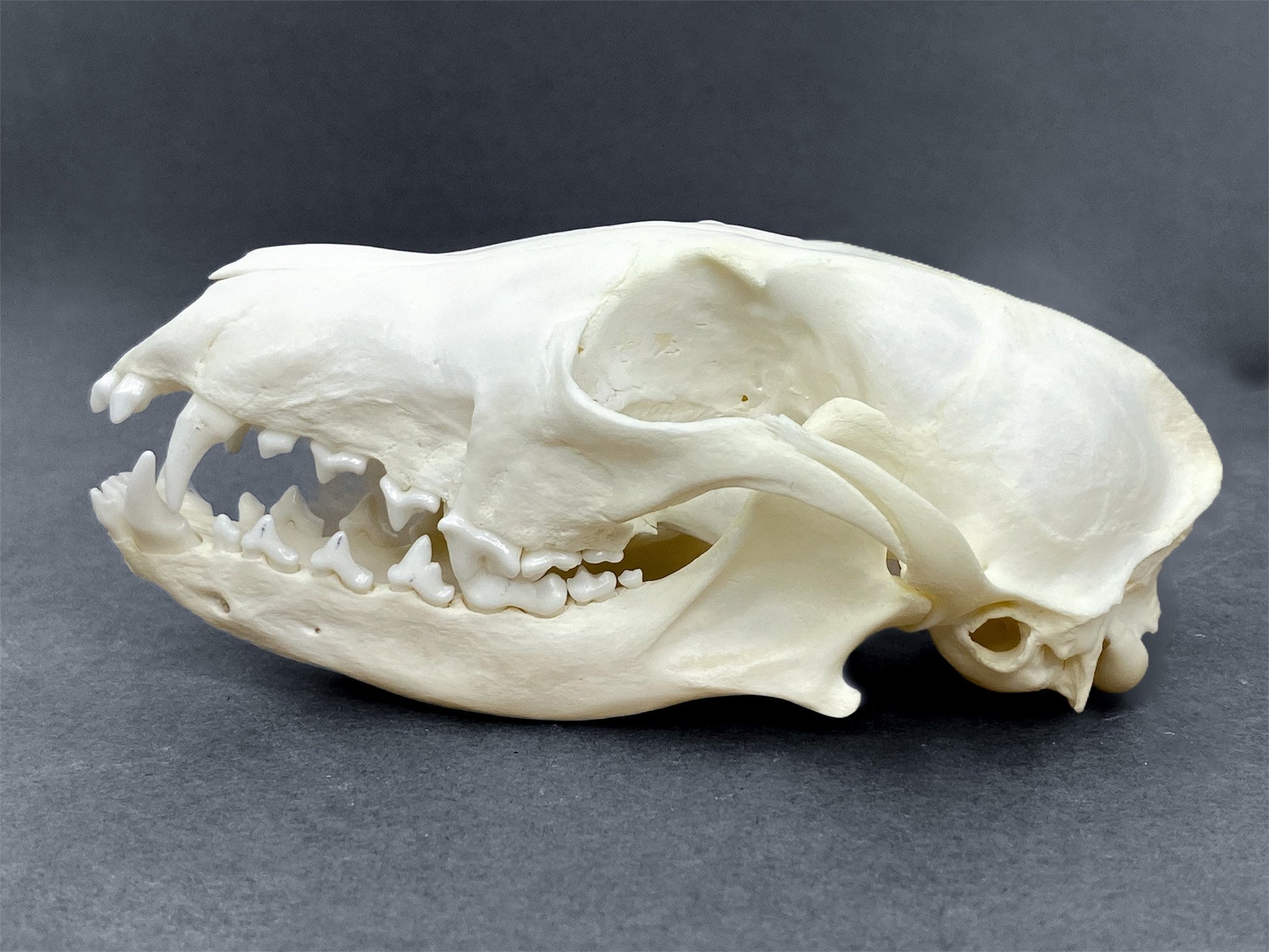 Real Arctic Fox skull (Vulpes lagopus), professionally cleaned, degreased and whitened, perfectly clean animal skull - Image 7