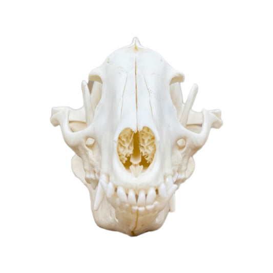 Real Tanuki / Japanese Raccoon Dog Skull (Nyctereutes) professionally cleaned, degreased and whitened, bone art" - Image 2