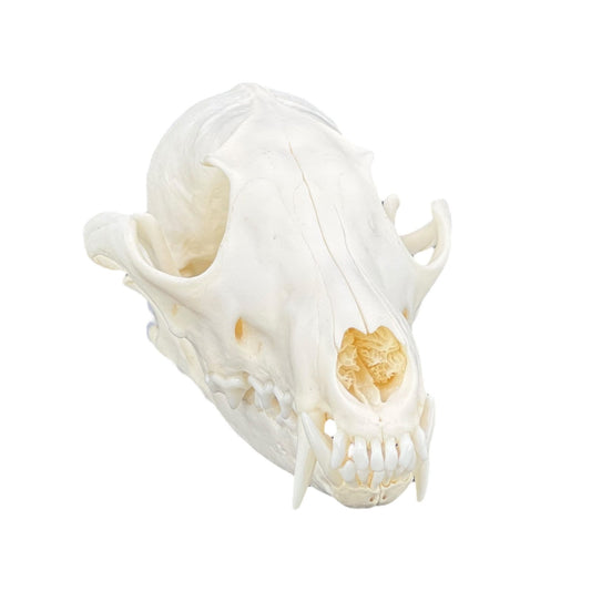 Real Red Fox Skull (Vulpes vulpes), degreased and whitened, bone art, perfectly clean animal skull - Image 2