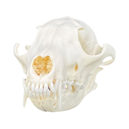 Real Red Fox Skull (Vulpes vulpes)